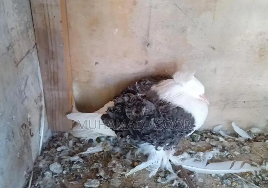 Pigeon