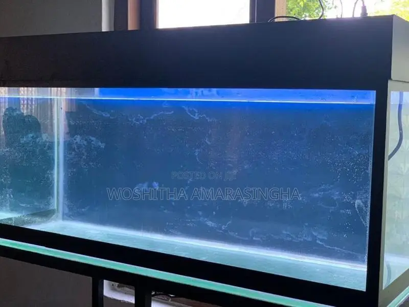 Fish Tank