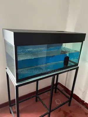 Fish Tank