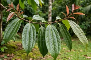 Fresh Kurundu Kola 1kg - Cinnamon Leaves