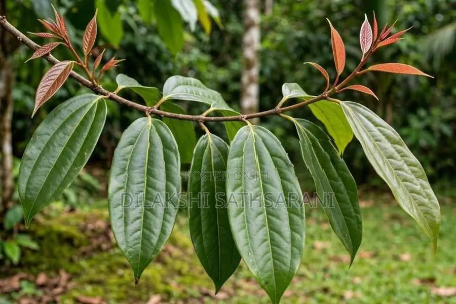Fresh Kurundu Kola 1kg - Cinnamon Leaves