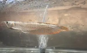 Silver Arowana