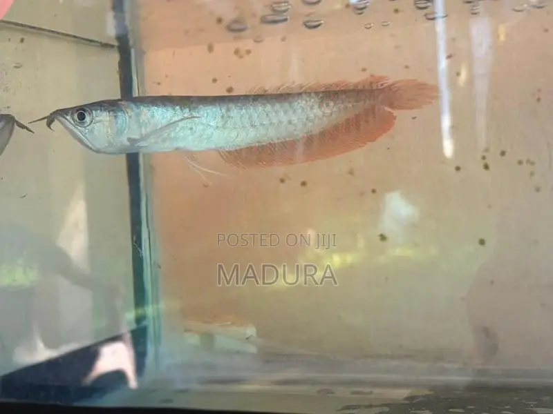 Silver Arowana
