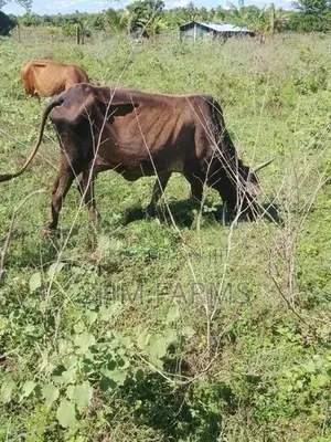 JC கலப்பு பசு