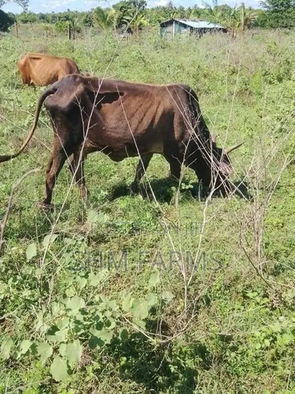JC கலப்பு பசு