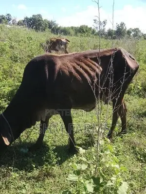 JC கலப்பு பசு