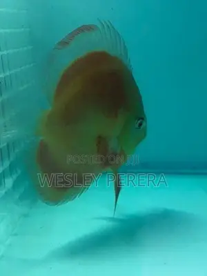 Discus Pair