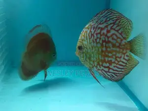 Discus Pair