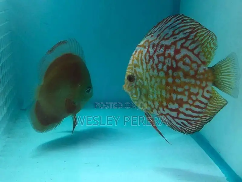 Discus Pair