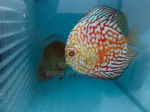 Discus Pair