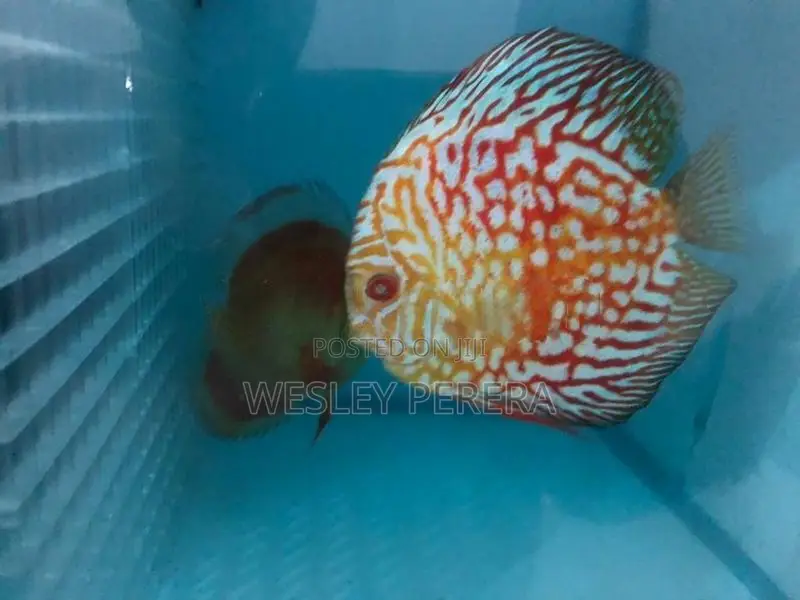Discus Pair