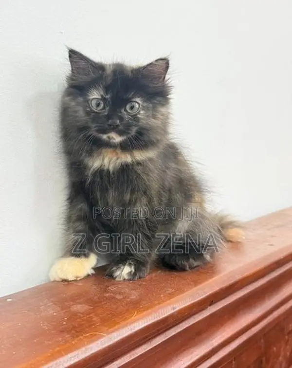 Pure Persian Cat