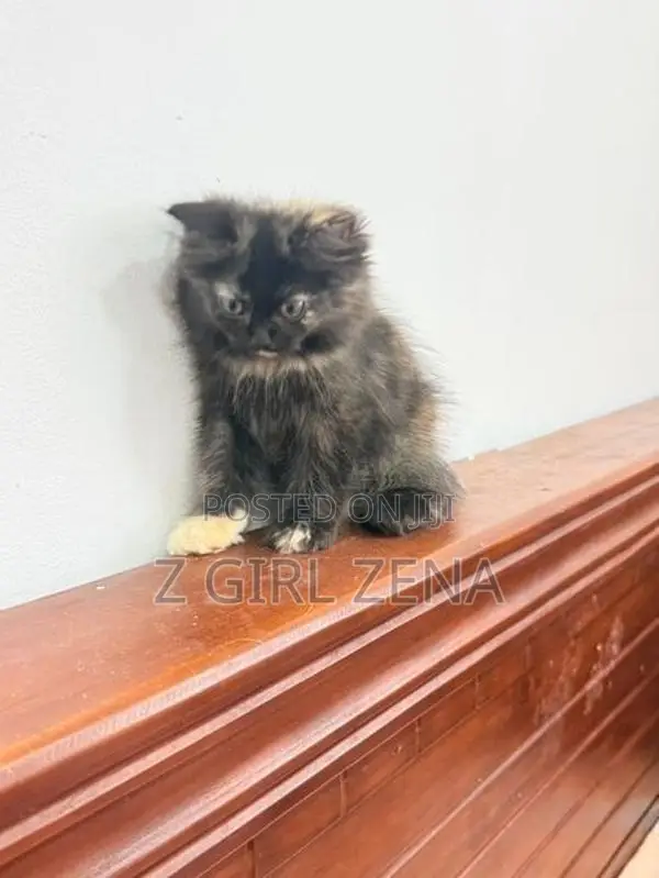 Pure Persian Cat