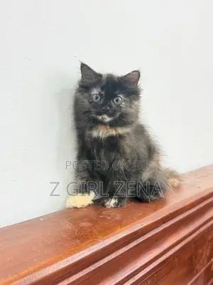 Pure Persian Cat