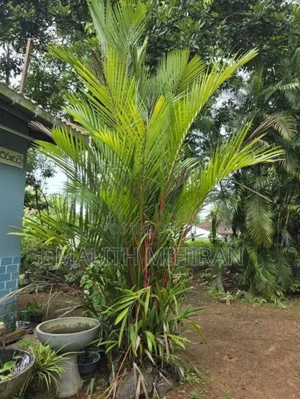 Palm Tree