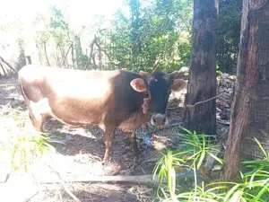 மாடுகள்