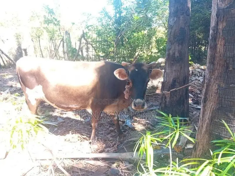 மாடுகள்