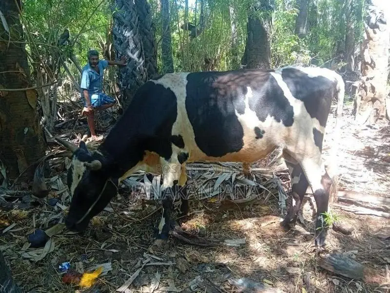 மாடுகள்