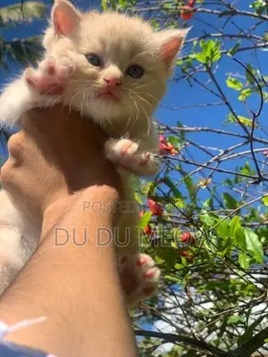 Persian Cat