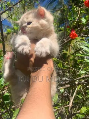Persian Cat