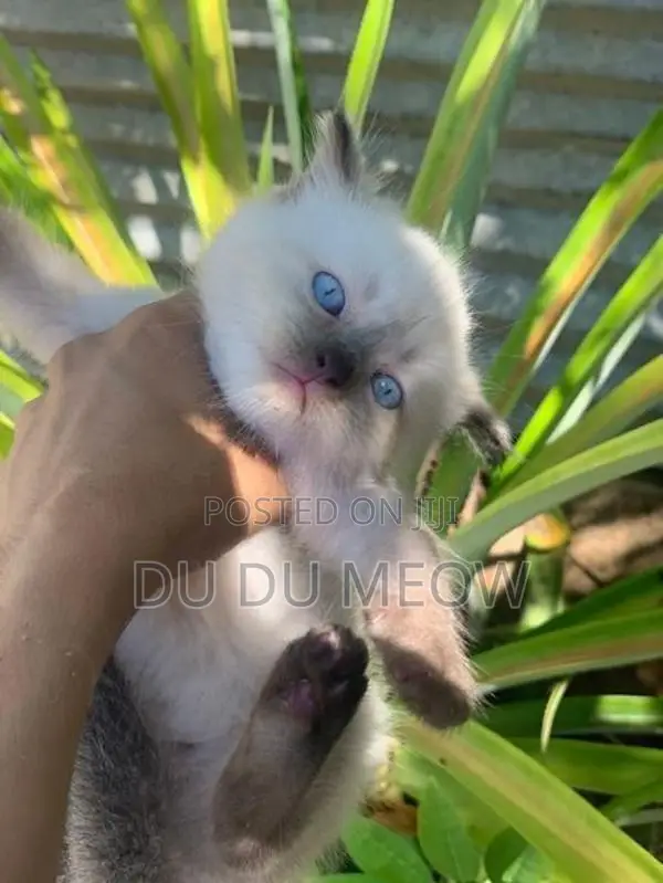 Persian Cat