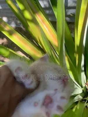 Persian Cat
