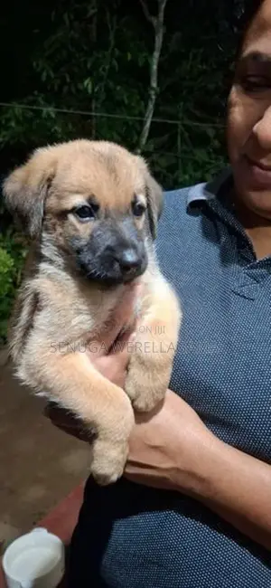 Belgian Shepherd Puppy