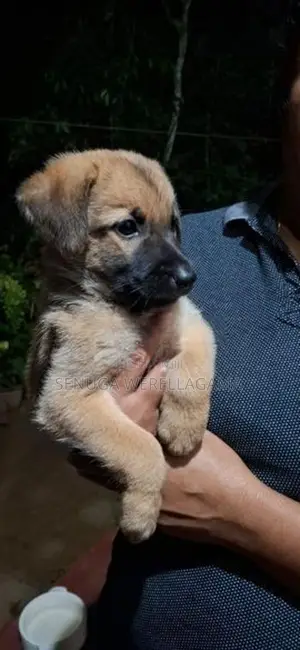 Belgian Shepherd Puppy