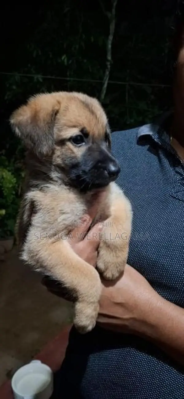 Belgian Shepherd Puppy