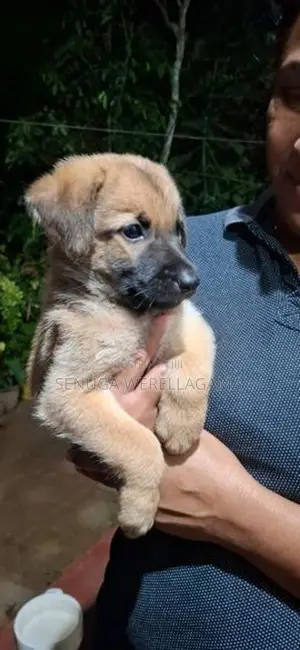 Belgian Shepherd Puppy