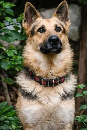 Belgian Shepherd Puppy