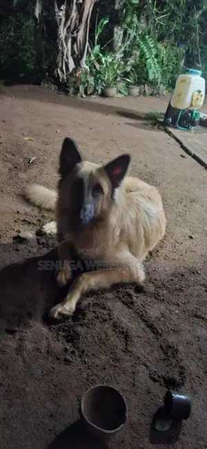 Belgian Shepherd Puppy