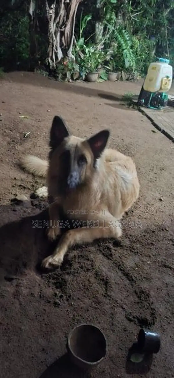 Belgian Shepherd Puppy