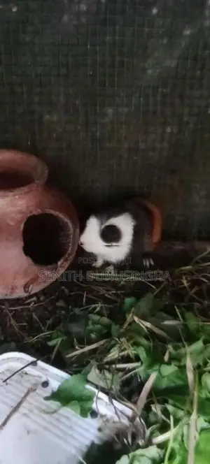 ගිනිපිග්
