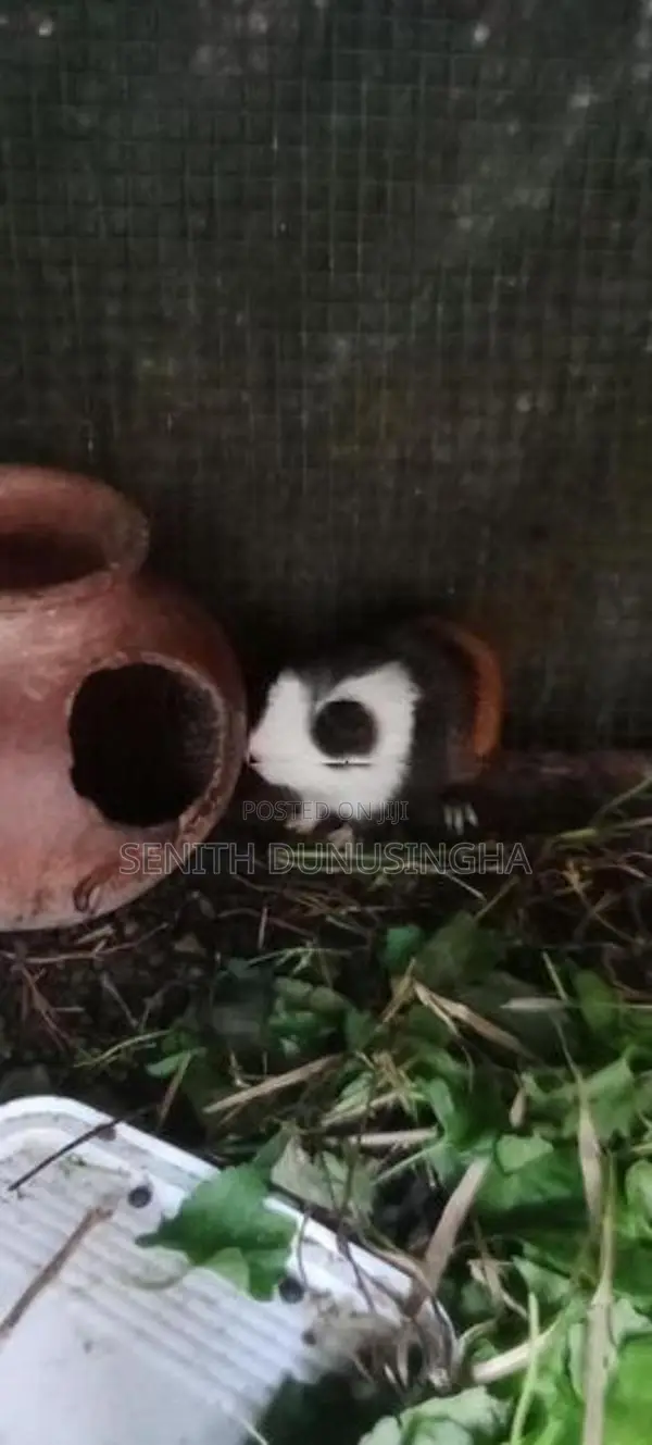 ගිනිපිග්