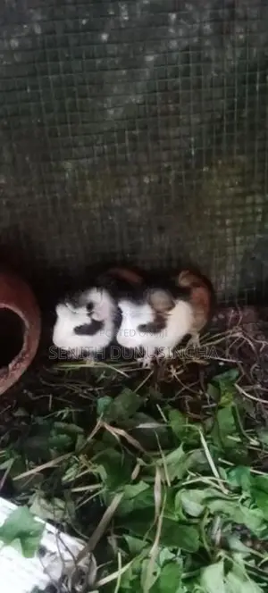 ගිනිපිග්