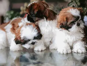Shih Tzu Puppies