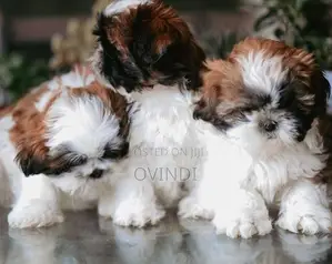 Shih Tzu Puppies