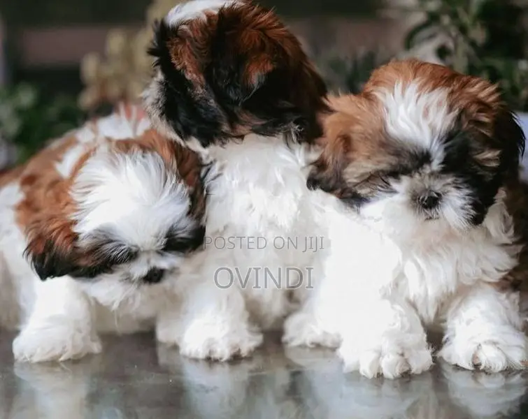 Shih Tzu Puppies