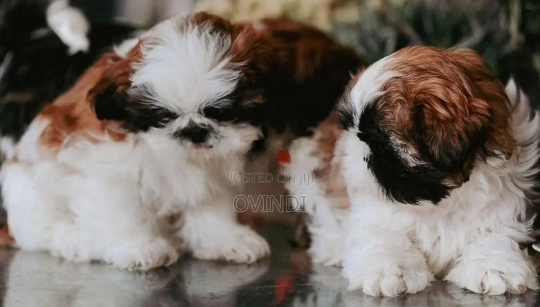 Shih Tzu Puppies
