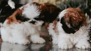 Shih Tzu Puppies