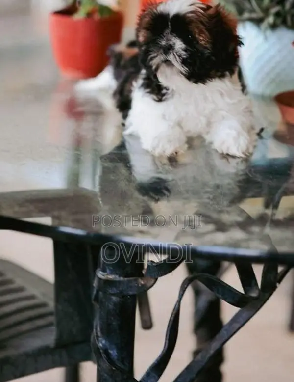Shih Tzu Puppies