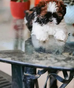 Shih Tzu Puppies