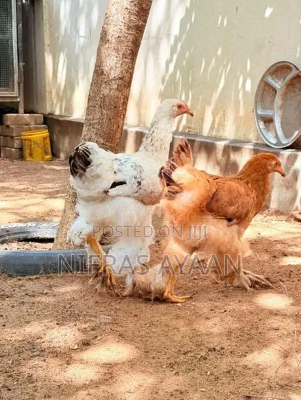 Brahma Chickens