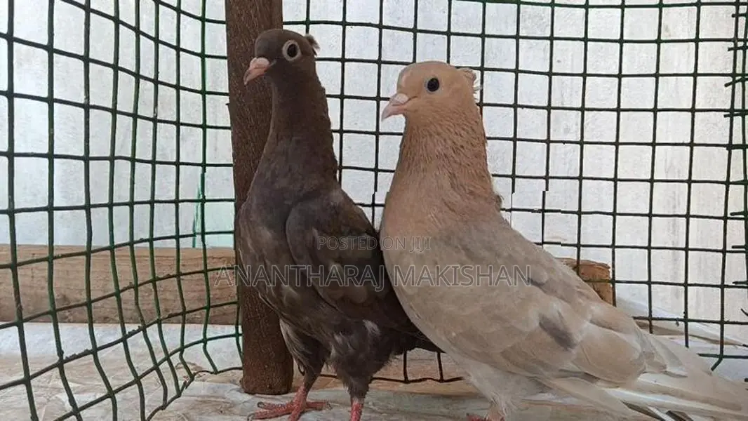 Pigeon