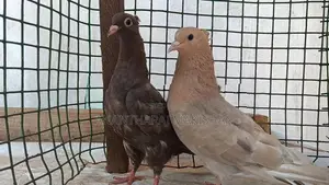 Pigeon