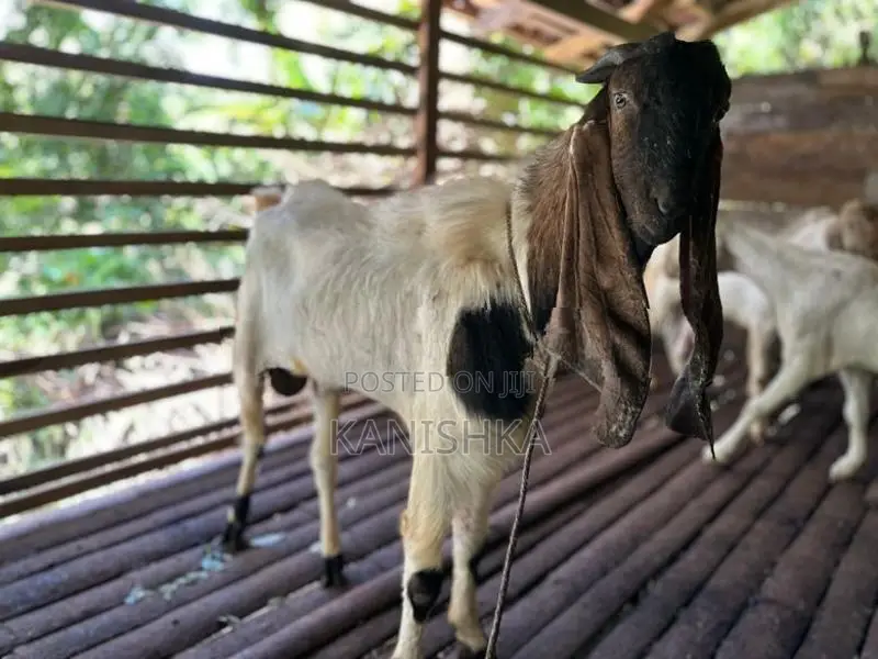 Jamnapari Goat