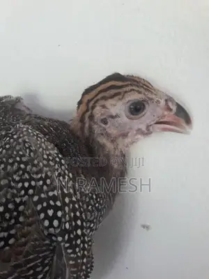 கினிக்கோழிக்குஞ்சு - Poultry