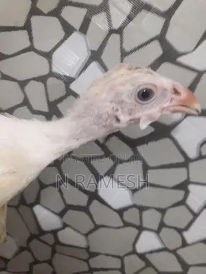 கினிக்கோழிக்குஞ்சு - Poultry
