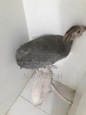 கினிக்கோழிக்குஞ்சு - Poultry